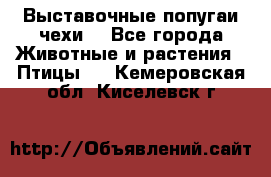 Выставочные попугаи чехи  - Все города Животные и растения » Птицы   . Кемеровская обл.,Киселевск г.